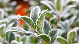 Poranny przymrozek. Zdj. ilustracyjne. Fot. PAP/Marcin Bielecki