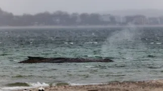 Humbak Timmy, akcja ratunkowa. Fot. PAP/EPA/SELIM SUNDHEIMER