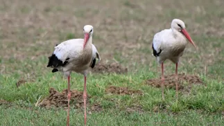 Bociany. Zdj. ilustracyjne. Fot. PAP/Andrzej Jackowski