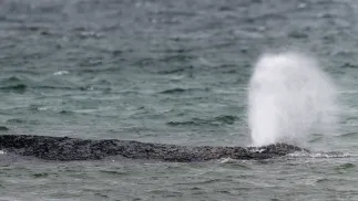 Humbak Timmy. Fot. EPA/SELIM SUNDHEIMER