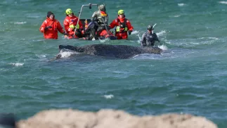 Akcja ratunkowa humbaka, fot. PAP/EPA/SELIM SUDHEIMER