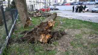 Powalone drzewa Fot. PAP/Darek Delmanowicz