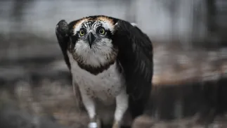 PAP/Radek Pietruszka