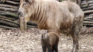 Mały takin złoty na wybiegu w zoo w Opolu Fot. PAP/Krzysztof Świderski