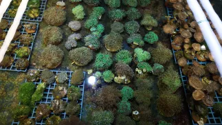 Fragmenty rafy koralowej przemycone do Warszawy. Fot. PAP/Marian Zubrzycki