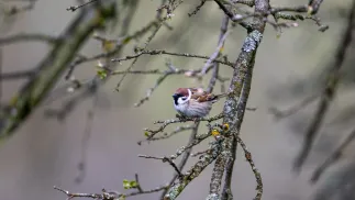 Wiosna Fot. PAP/Darek Delmanowicz