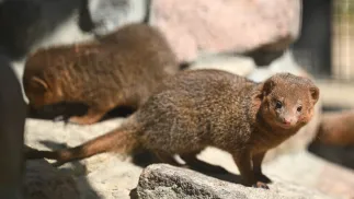 Nowi mieszkańcy Gdańskiego Ogrodu Zoologicznego, mangusteczki karłowate. Fot. PAP/Adam Warżawa