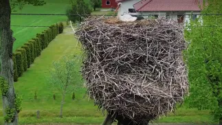 Gigantyczne gniazdo bocianów w Ściechowie. Fot. PAP