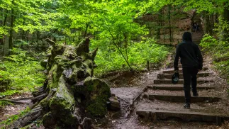 Roztoczański Park Narodowy. Fot. PAP/Wojtek Jargiło