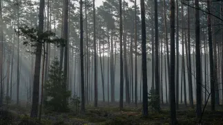 Pożar lasu w okolicach miejscowości Górecko Stare. Fot. PAP/Wojtek Jargiło