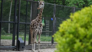 Żyrafa ugandyjska na wybiegu w warszawskim ZOO. Fot. PAP/Marcin Obara