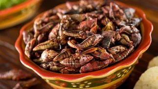 Chapulines. Fot. fudio/Adobe Stock