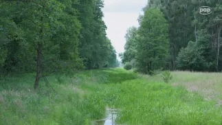 Kampinoski Park Narodowy. Fot. PAP/Paweł Łysakiewicz