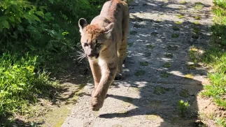 Puma widziana przed posesją we wsi Karsinka. Fot. PAP/Monika Żywanowska