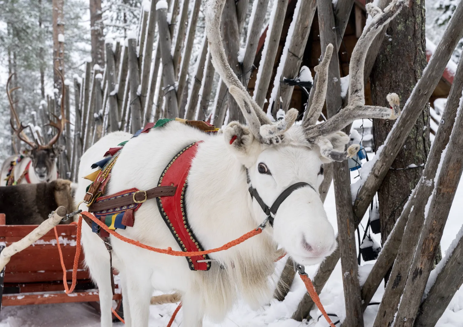 Renifer Świętego Mikołaja. Fot. EPA/KAISA SIREN