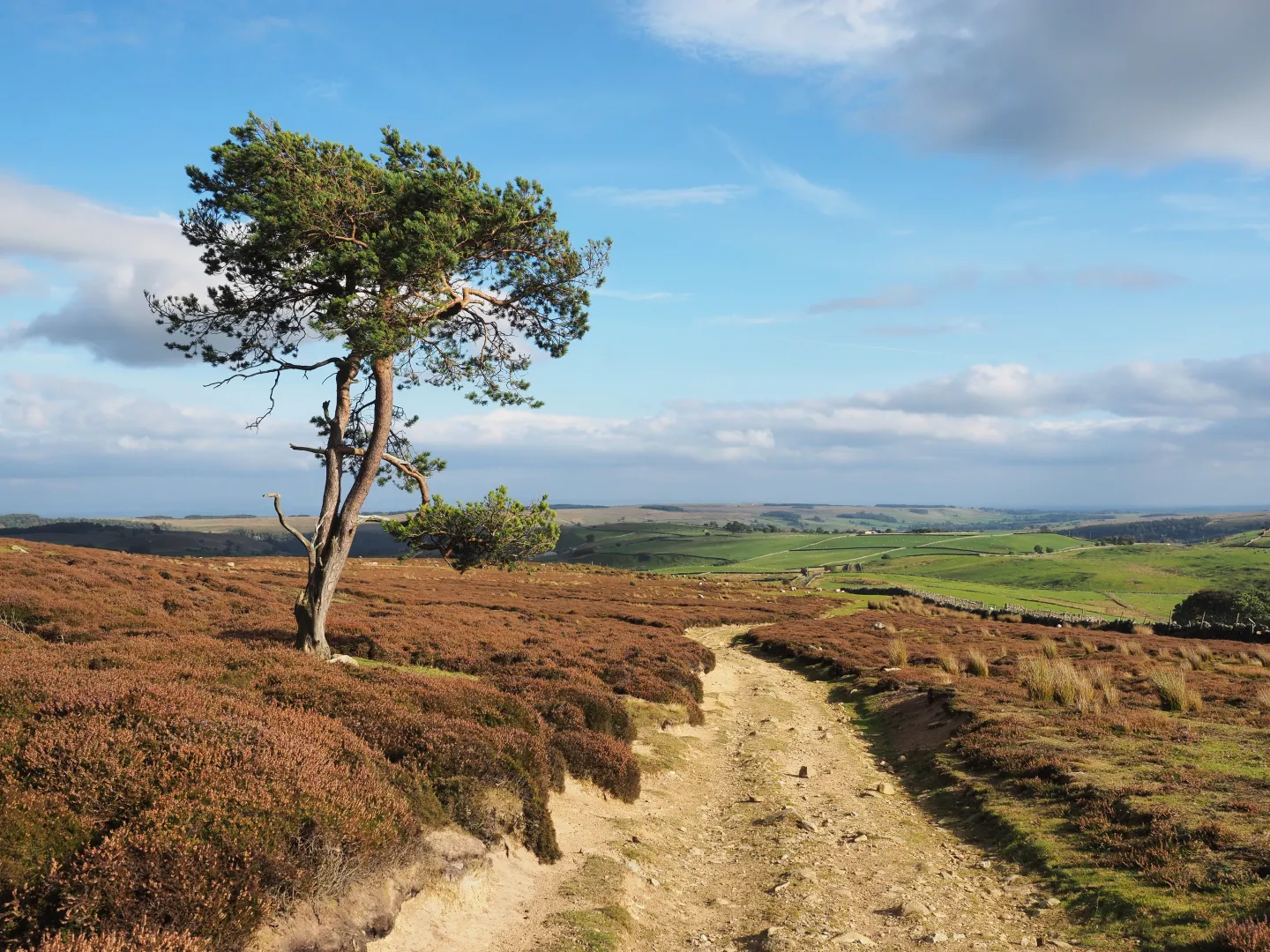 Yorkshire Dales. Fot. Kreuzschnabel. Źródło: Wikipedia Commons.