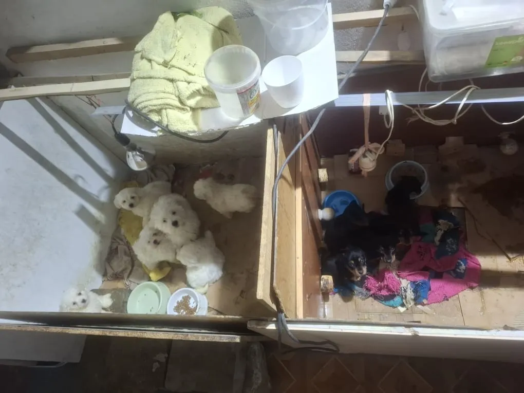 Pseudohodowla psów i kotów zlikwidowana przez łódzką policję. Fot. https://lodzka.policja.gov.pl/