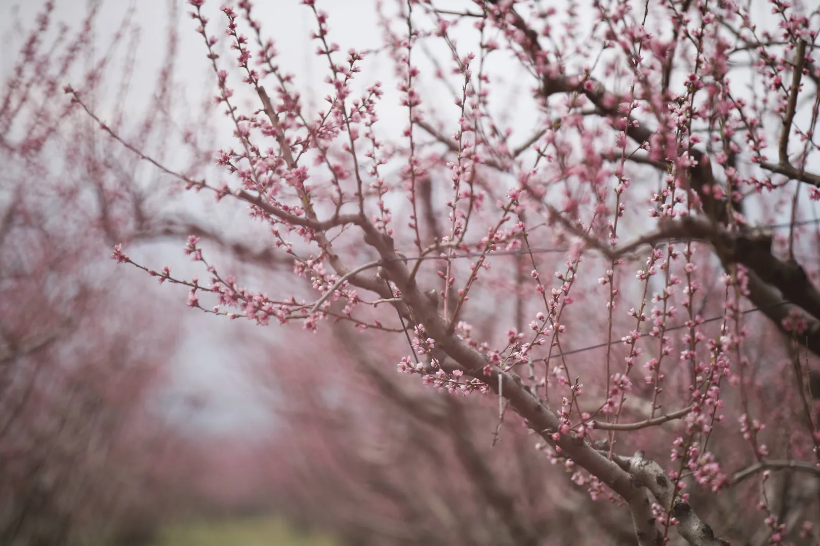 Kwitnące sady brzoskwiniowe atrakcją północnej Grecji. Fot. PAP/EPA/DIMITRIS TOSIDIS