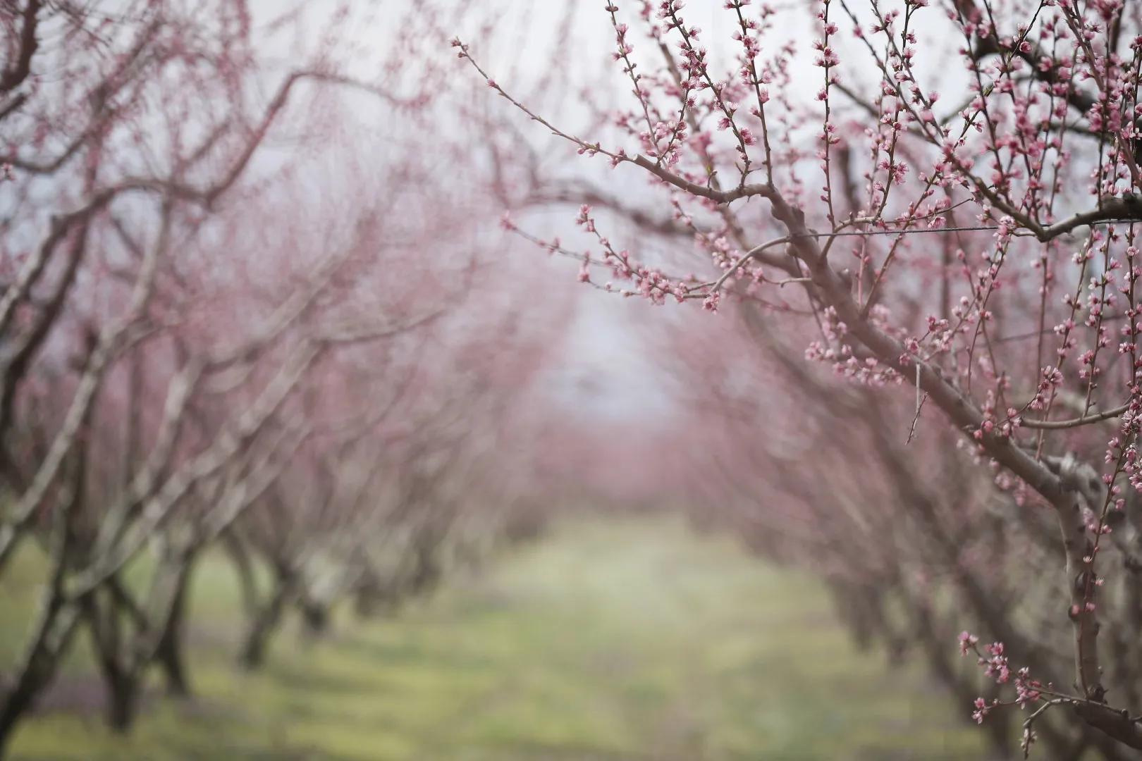 Kwitnące sady brzoskwiniowe atrakcją północnej Grecji. Fot. PAP/EPA/DIMITRIS TOSIDIS