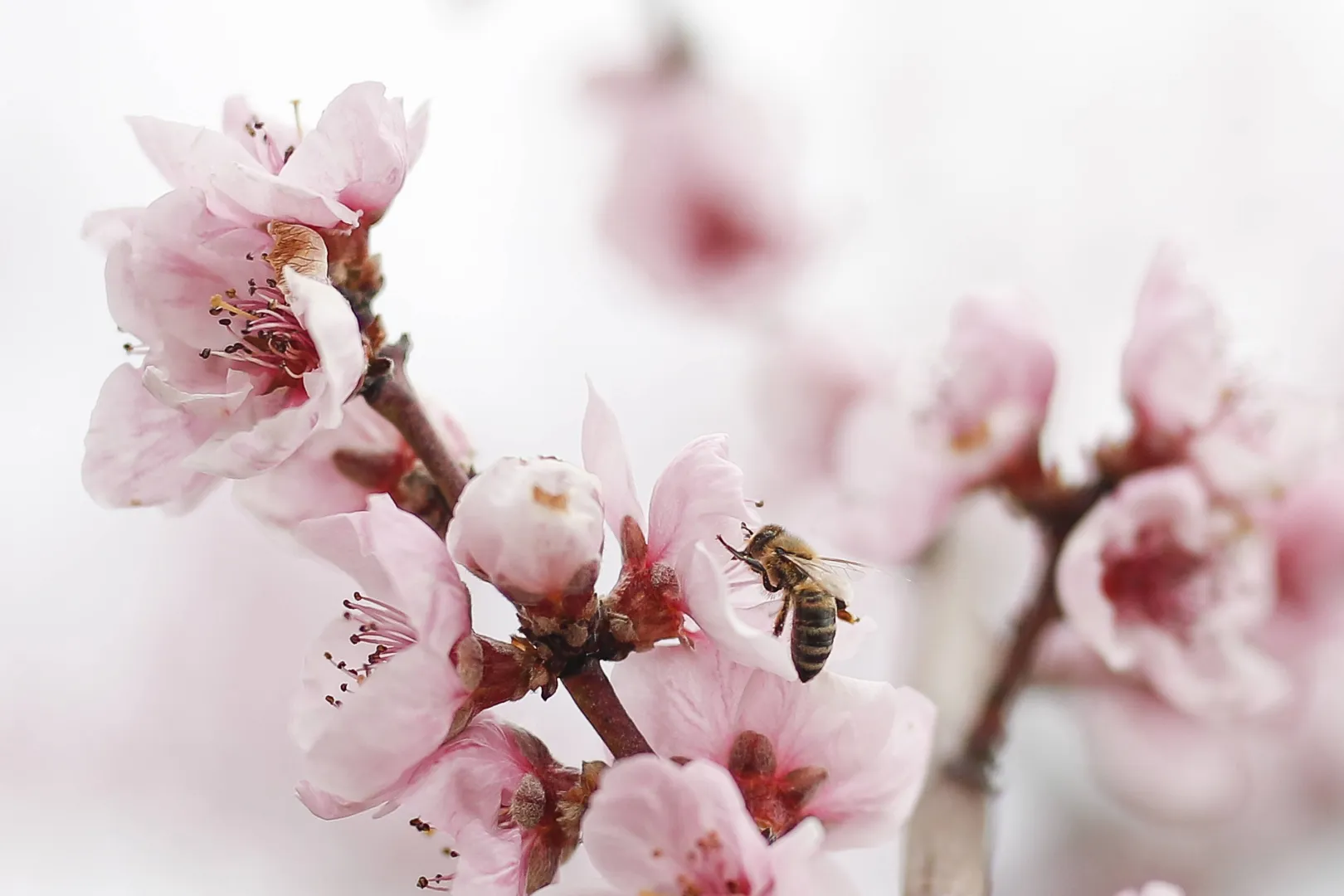 Kwitnące sady brzoskwiniowe atrakcją północnej Grecji. Fot. PAP/EPA/DIMITRIS TOSIDIS