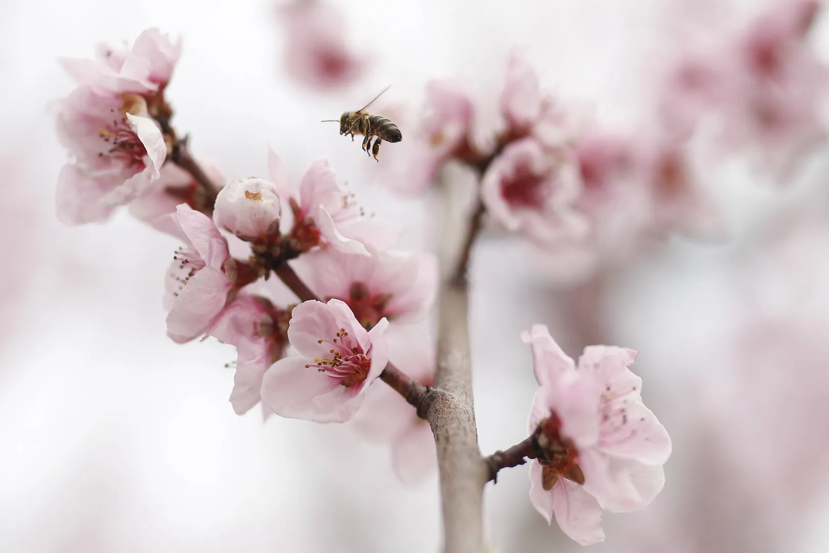 Kwitnące sady brzoskwiniowe atrakcją północnej Grecji. Fot. PAP/EPA/DIMITRIS TOSIDIS