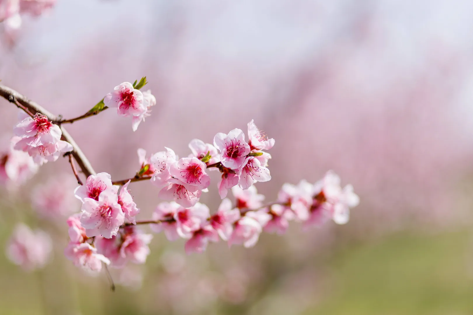 Kwitnące sady brzoskwiniowe atrakcją północnej Grecji. Fot. PAP/EPA/ACHILLEAS CHIRAS
