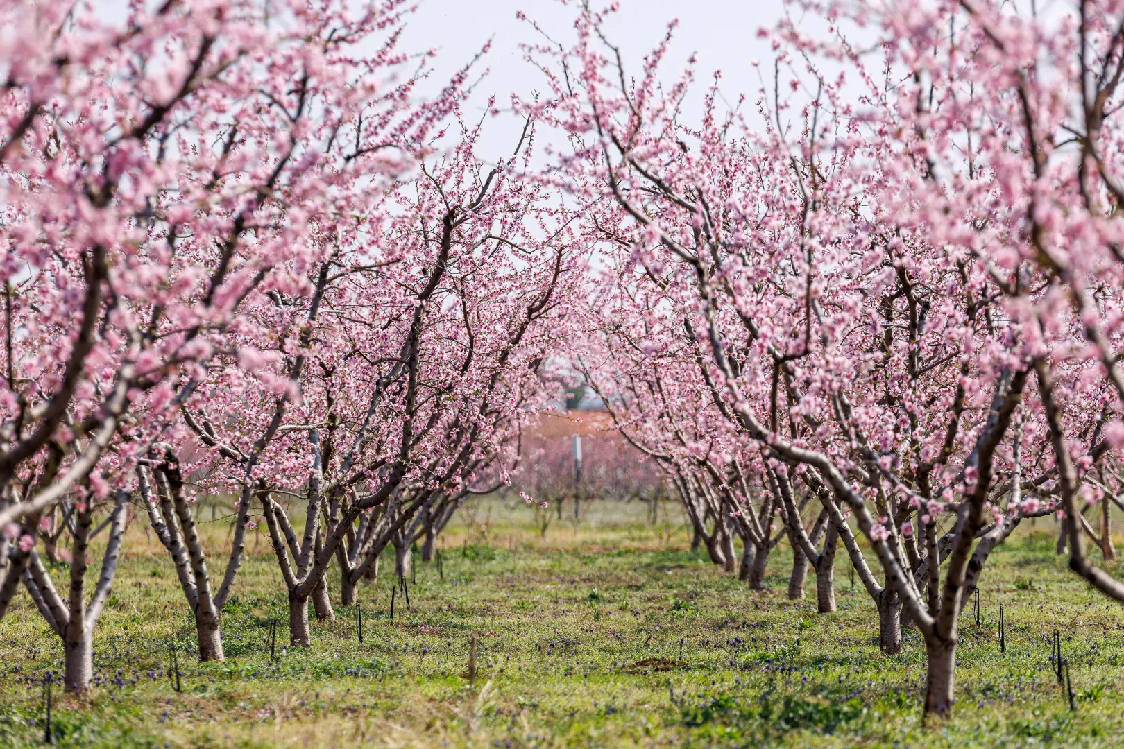 Kwitnące sady brzoskwiniowe atrakcją północnej Grecji. Fot. PAP/EPA/ACHILLEAS CHIRAS