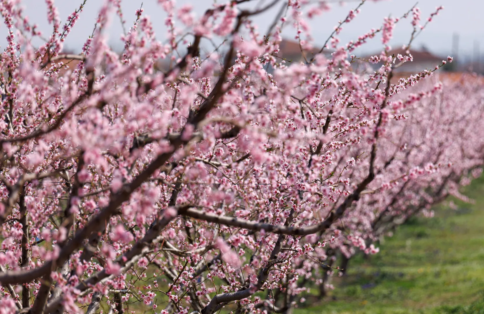 Kwitnące sady brzoskwiniowe atrakcją północnej Grecji. Fot. PAP/EPA/ACHILLEAS CHIRAS