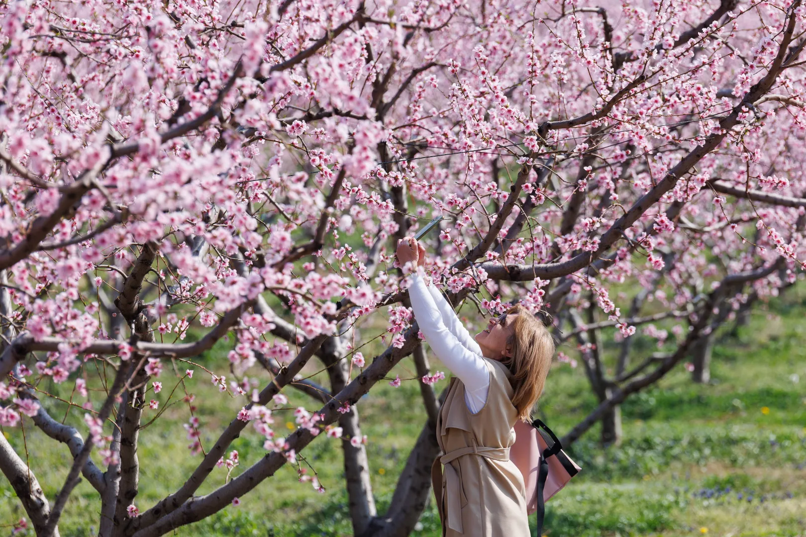 Kwitnące sady brzoskwiniowe atrakcją północnej Grecji. Fot. PAP/EPA/ACHILLEAS CHIRAS