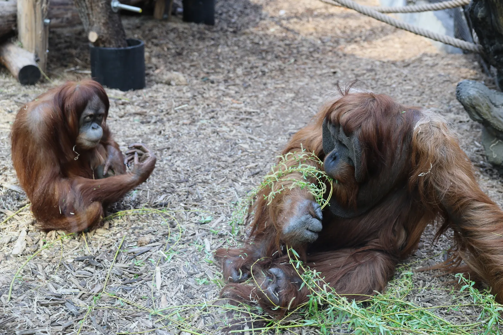 Orangutany na wybiegu w Orientarium Zoo Łódź Fot. PAP/Marian Zubrzycki