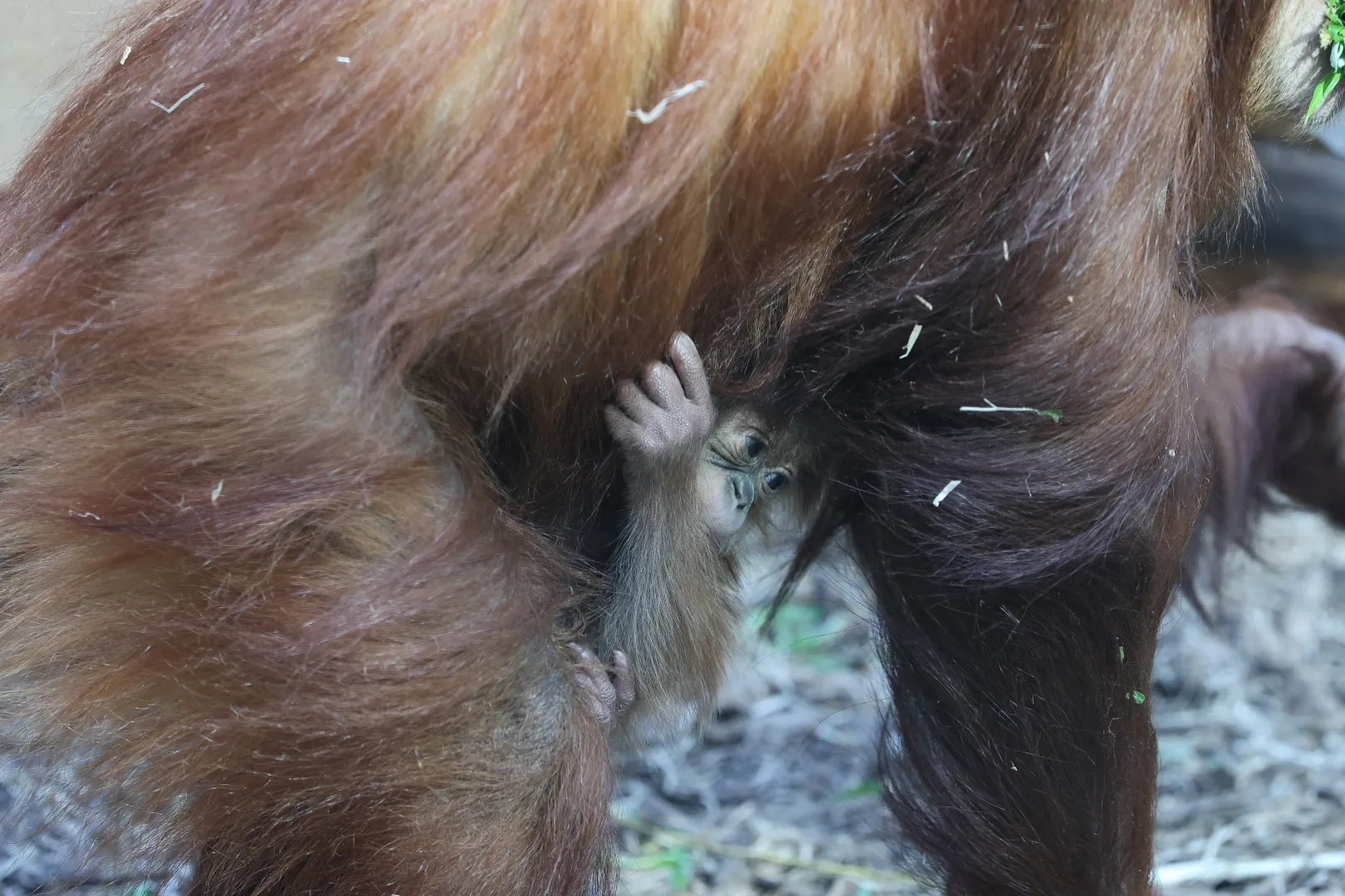 Mały orangutan sumatrzański z mamą Ketawą na wybiegu w Orientarium Zoo Łódź Fot. PAP/Marian Zubrzycki