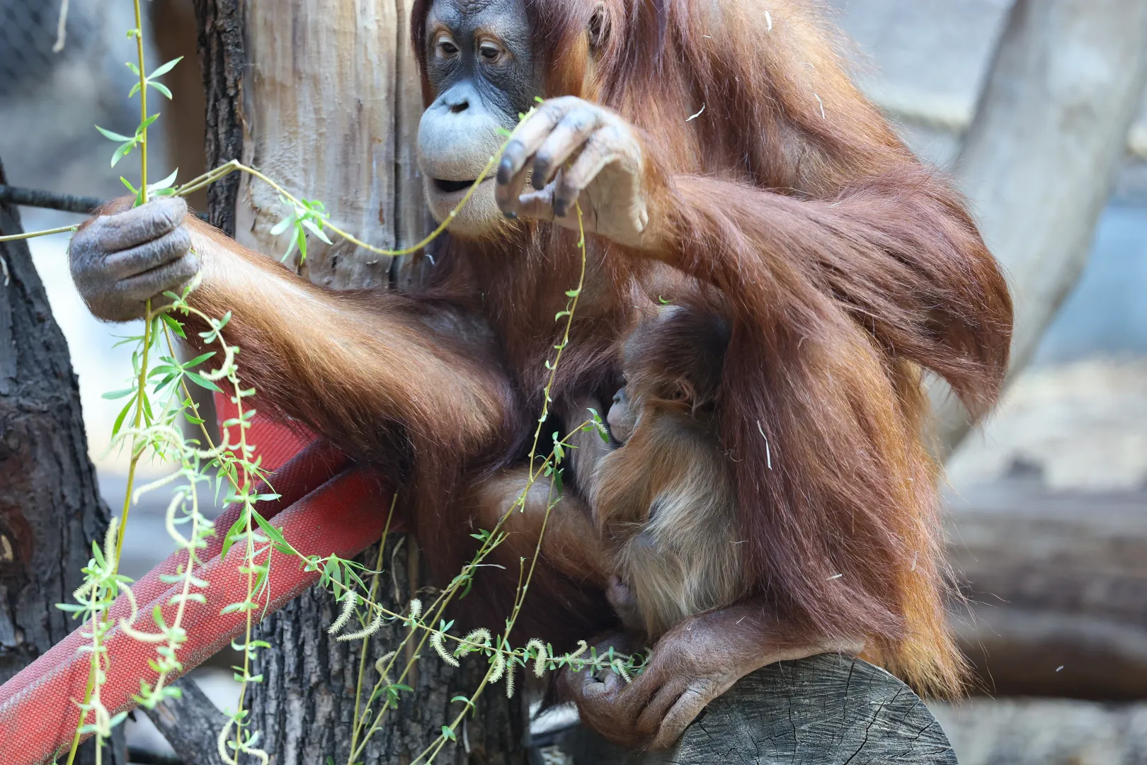 Mały orangutan sumatrzański z mamą Ketawą na wybiegu w Orientarium Zoo Łódź Fot. PAP/Marian Zubrzycki