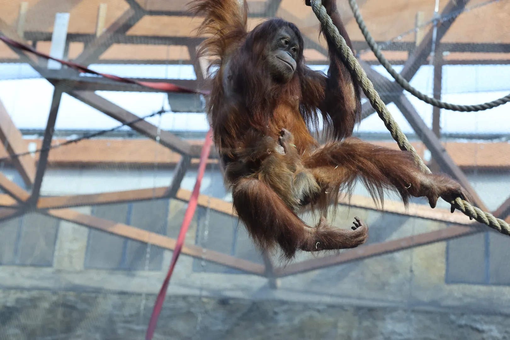 Mały orangutan sumatrzański z mamą Ketawą na wybiegu w Orientarium Zoo Łódź Fot. PAP/Marian Zubrzycki
