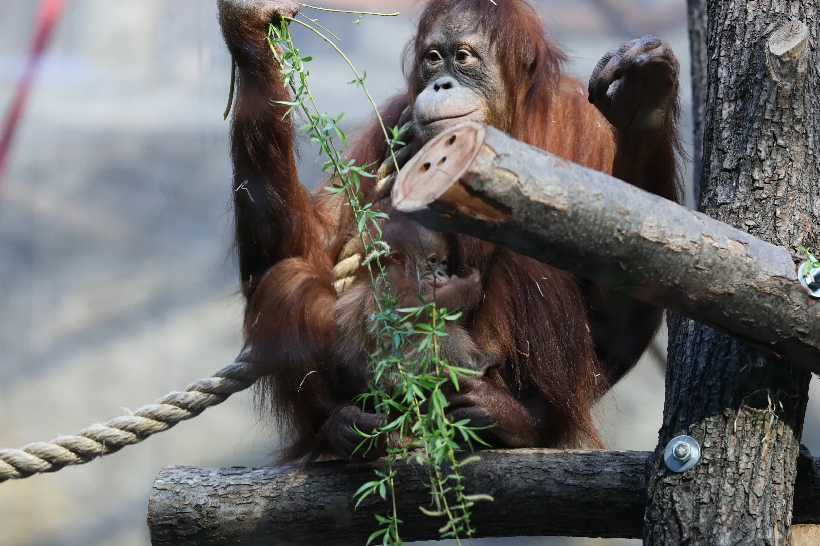 Mały orangutan sumatrzański z mamą Ketawą na wybiegu w Orientarium Zoo Łódź Fot. PAP/Marian Zubrzycki