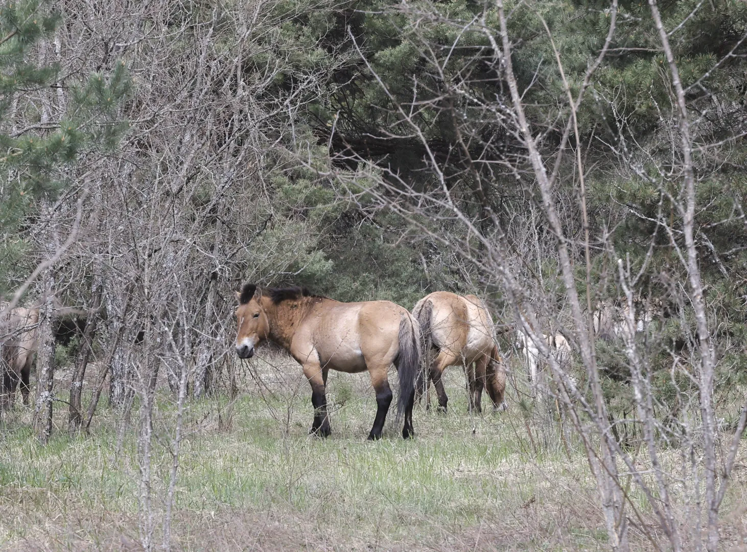 Opuszczone miasto Prypeć w pobliżu elektrowni w Czarnobylu. Fot. PAP/EPA/SERGEY DOLZHENKO 