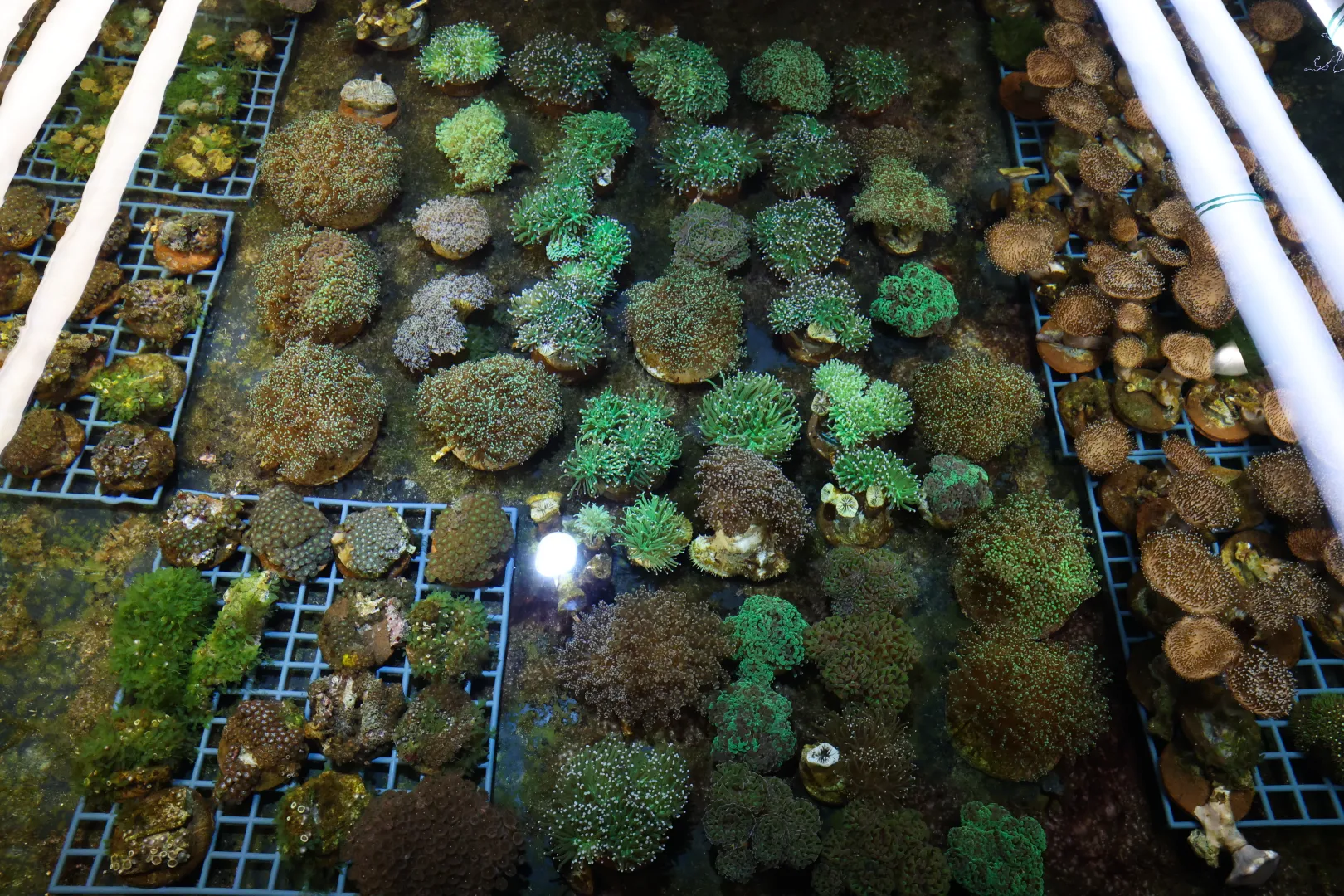 Fragmenty rafy koralowej przemycone do Warszawy. Fot. PAP/Marian Zubrzycki