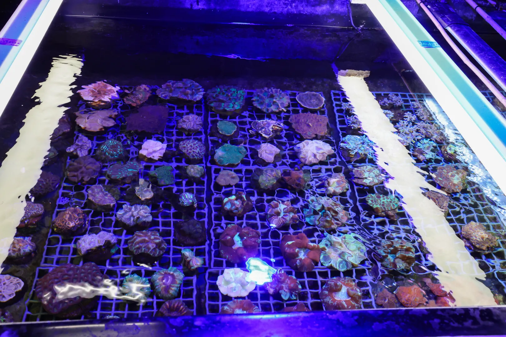 Fragmenty rafy koralowej przemycone do Warszawy. Fot. PAP/Marian Zubrzycki