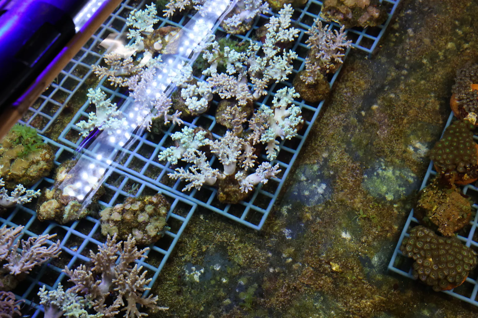 Fragmenty rafy koralowej przemycone do Warszawy. Fot. PAP/Marian Zubrzycki