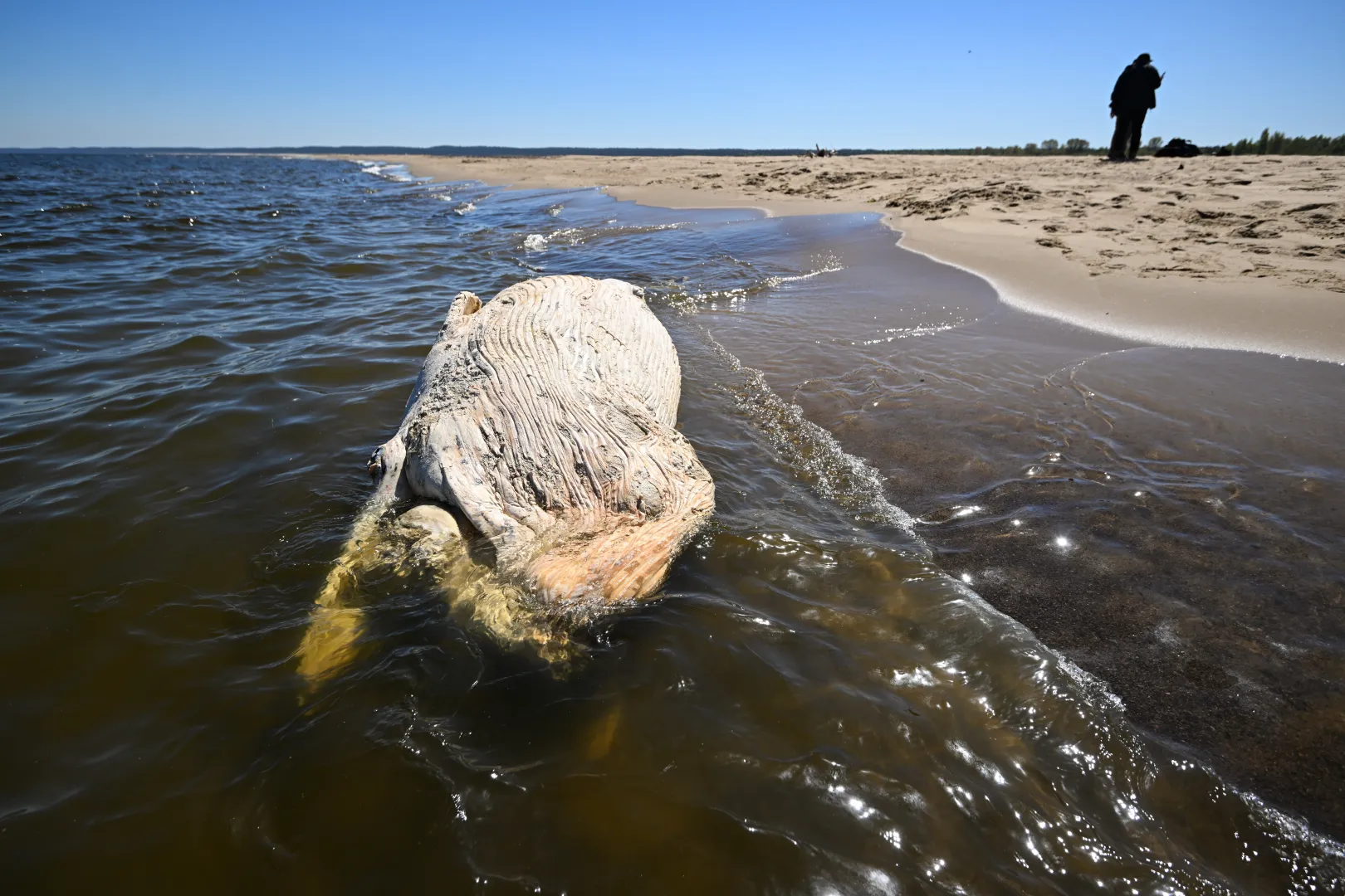 Od martwego wieloryba znalezionego na plaży pobrano próbki do badań. Fot. PAP/PAP/Andrzej Jackowski