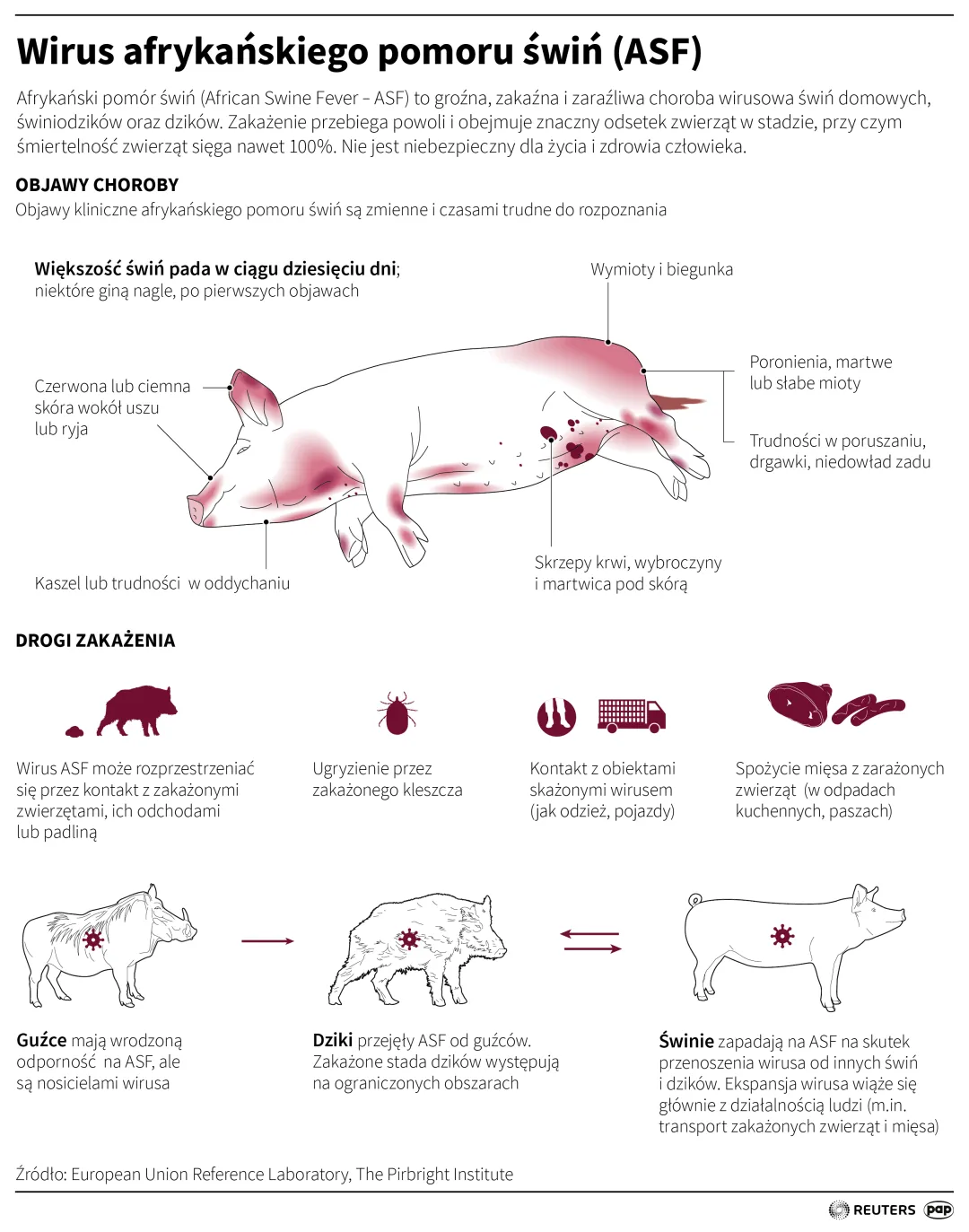 Wirus afrykańskiego pomoru świń (ASF). Autor: Maciej Zieliński, Mateusz Krymski