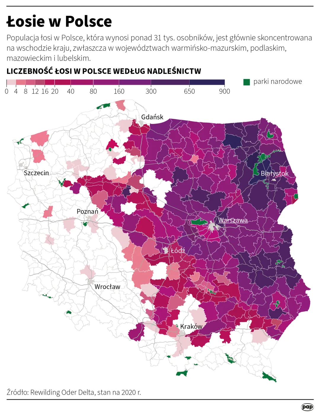 Łosie w Polsce. Autor: Michał Czernek