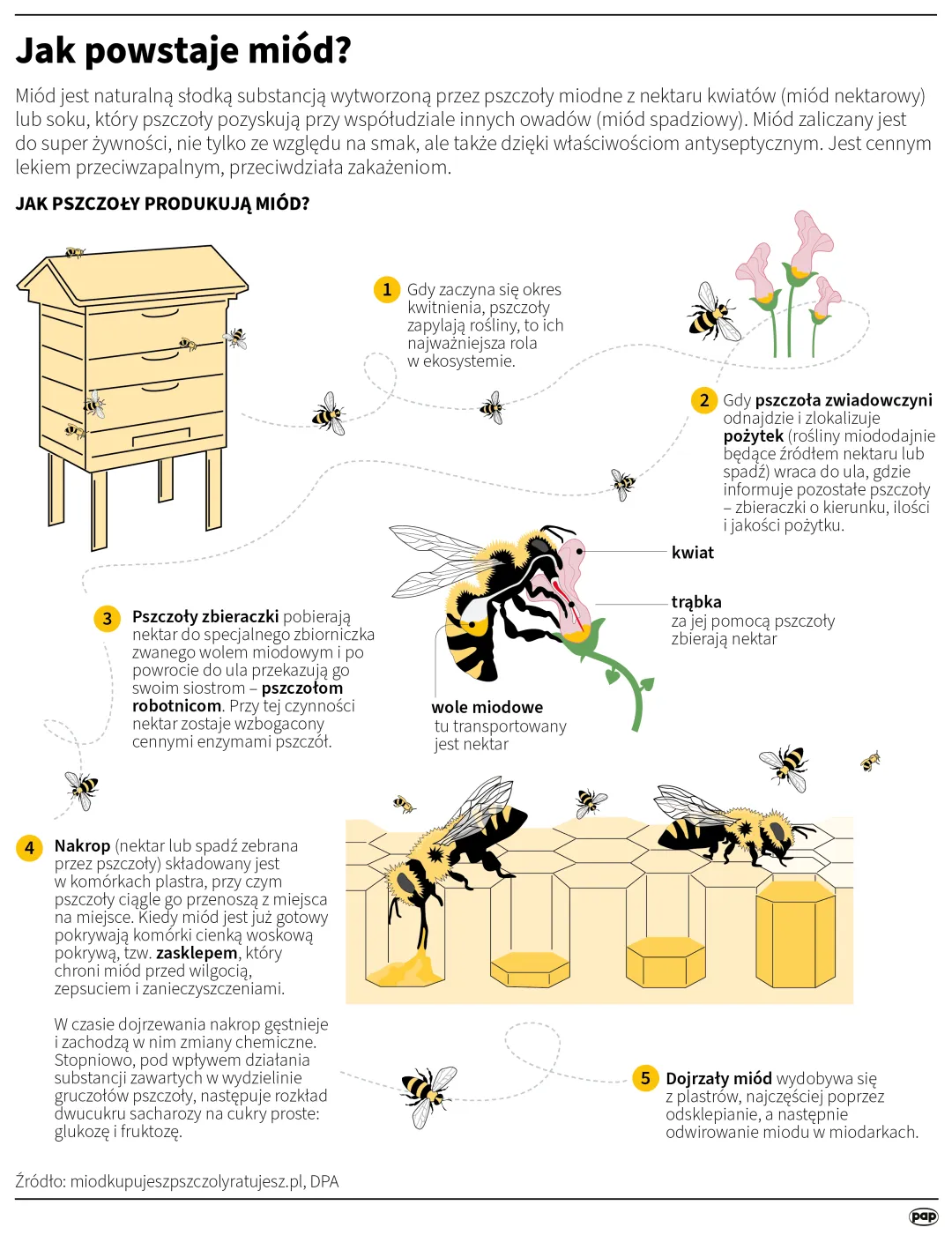 Jak powstaje miód? Autor: PAP/Infografika/Maria Samczuk, Maciej Zieliński