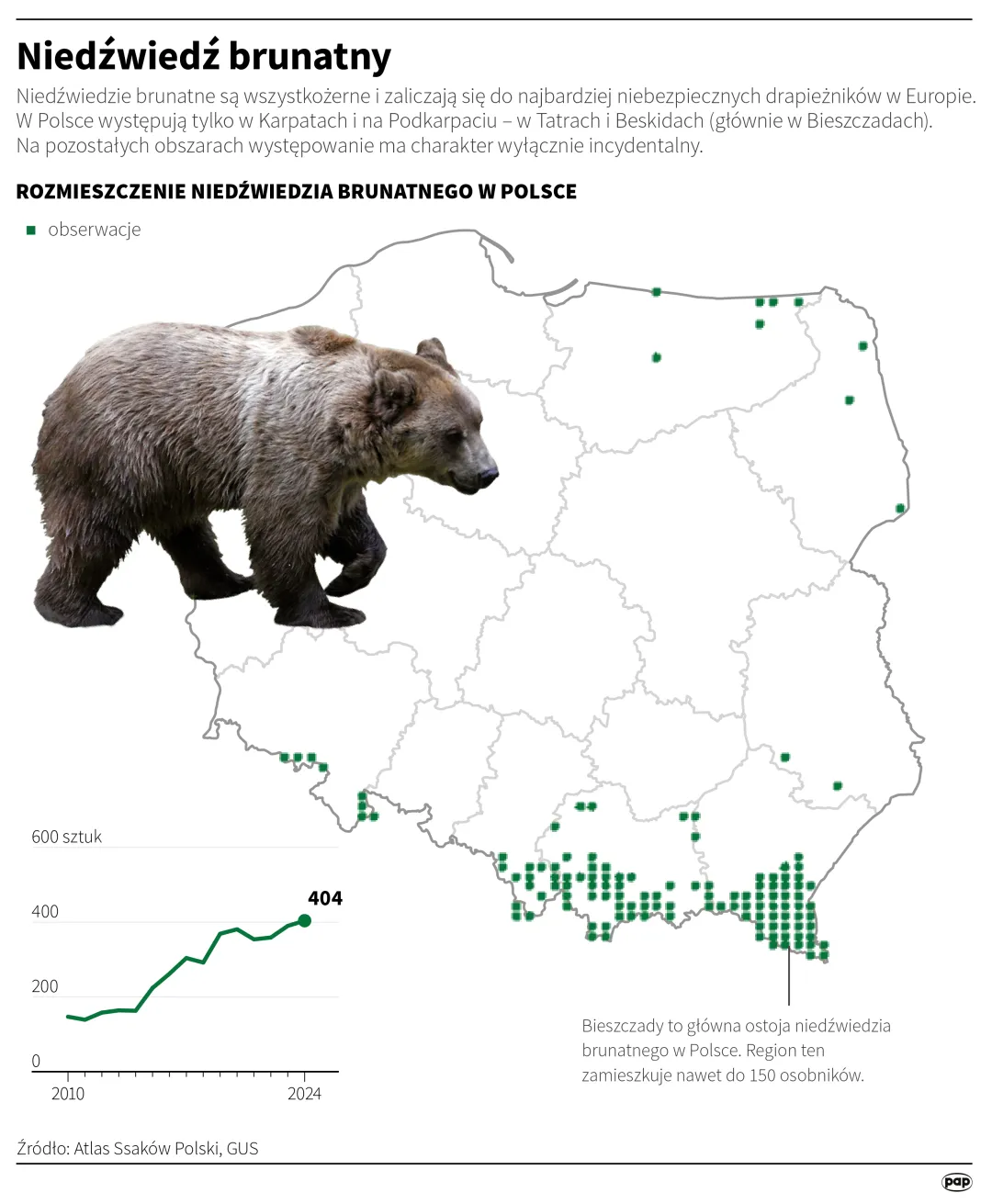Niedźwiedź brunatny. Autor: Adam Ziemienowicz, Mateusz Krymski