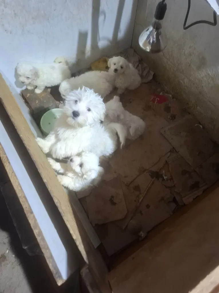 Pseudohodowla psów i kotów zlikwidowana przez łódzką policję. Fot. https://lodzka.policja.gov.pl/