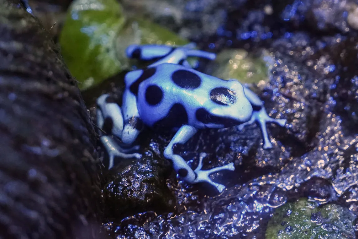 Żaba, której toksyna miała posłużyć do otrucia Nawalnego. Fot. EPA/Enric Fontcuberta