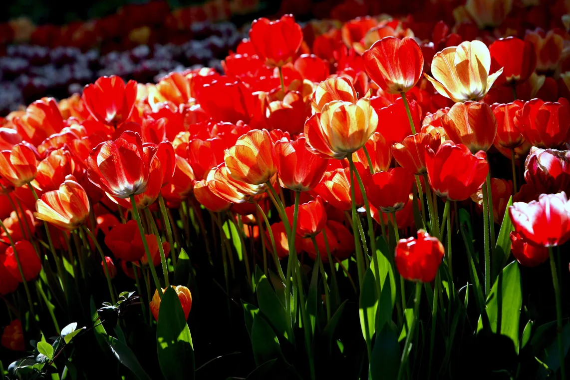 Festiwal tulipanów w Stambule. Fot. PAP/EPA/TOLGA BOZOGLU