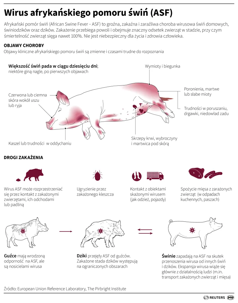Wirus afrykańskiego pomoru świń (ASF). Autor: Maciej Zieliński, Mateusz Krymski