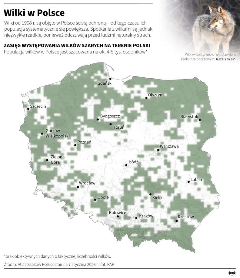 Wilki w Polsce. Autor PAP/Mateusz Krymski