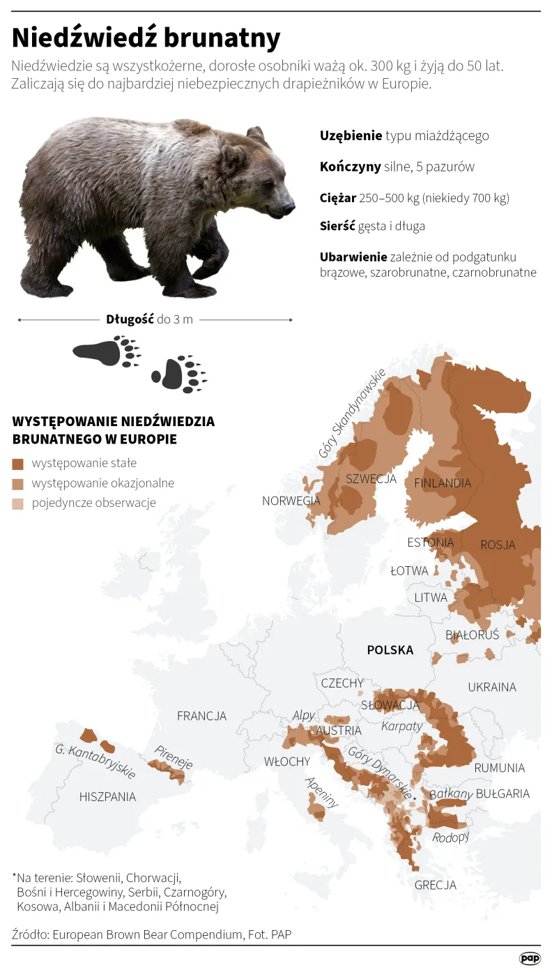 Niedźwiedź brunatny. Autor: PAP/Infografika/Maciej Zieliński