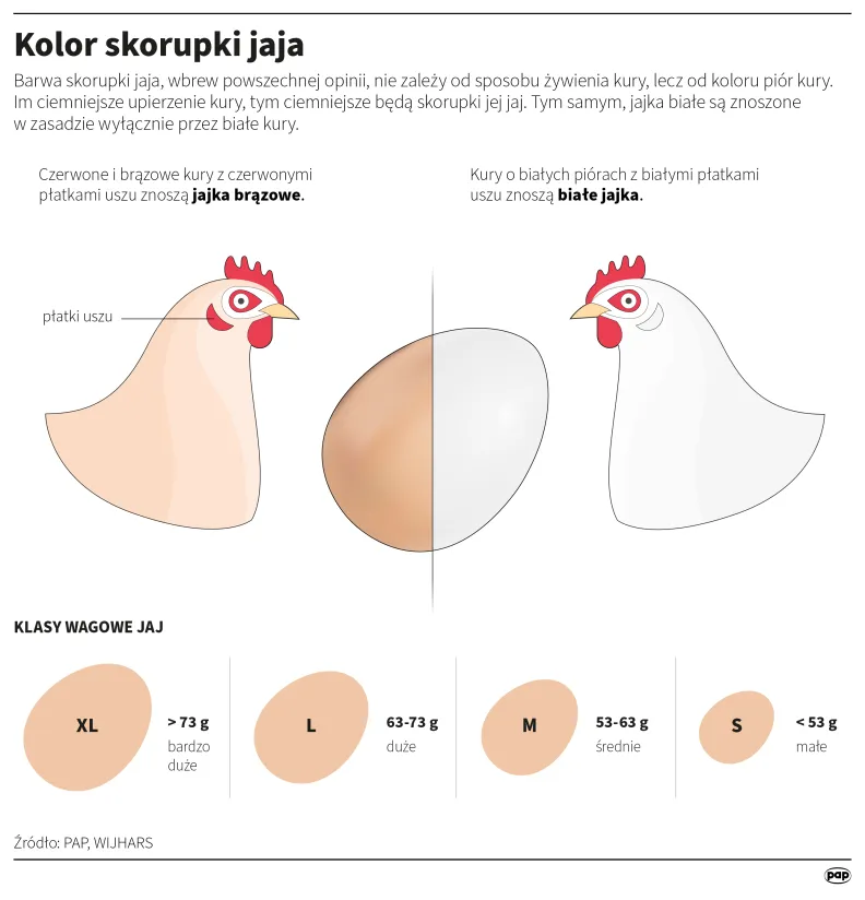 Kolor skorupki jaja. Autor: Maria Samczuk, Mateusz Krymski